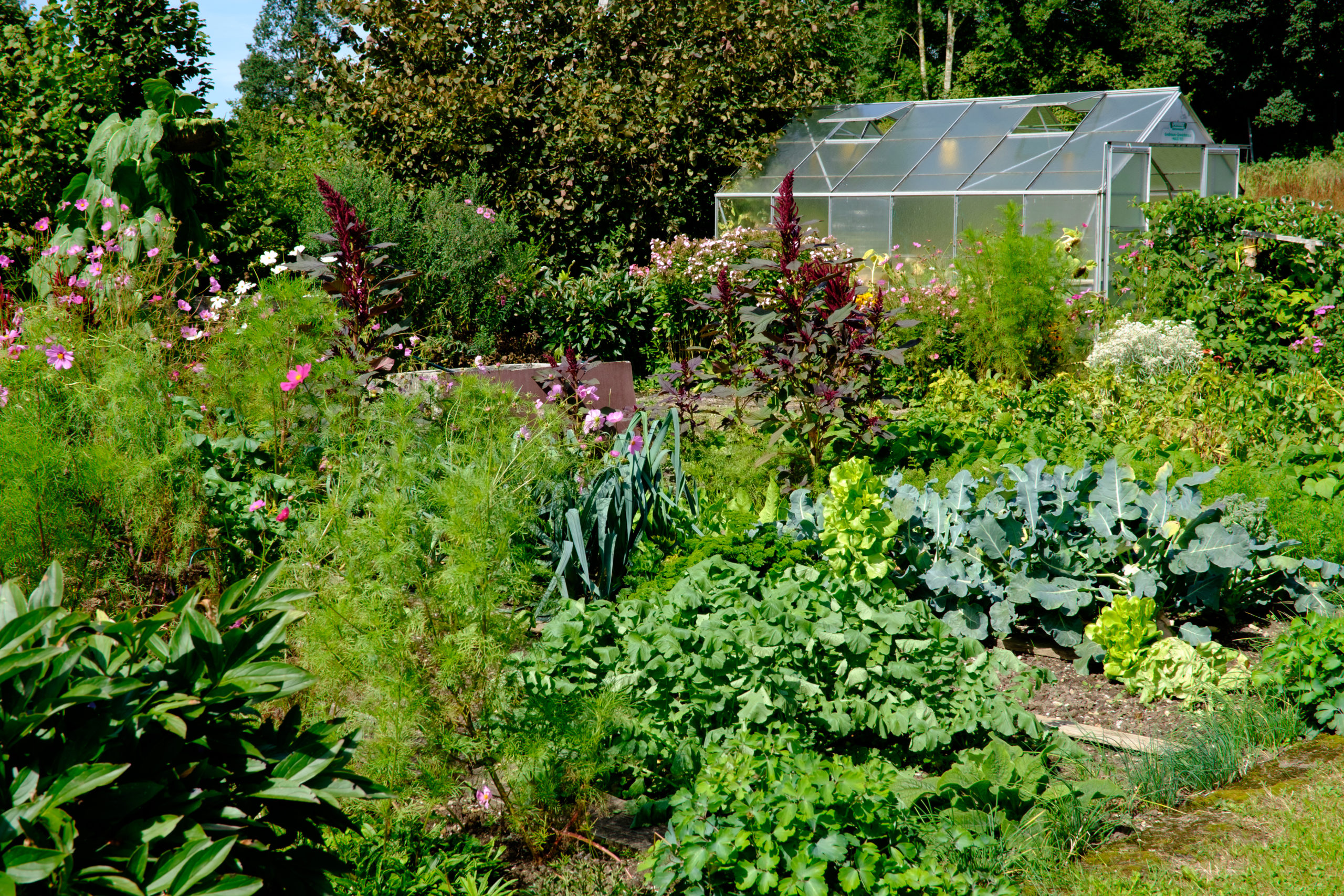 Gewächshaus bepflanzen Allgaeuer Bauerngarten scaled Allgaeuer Bauerngarten scaled